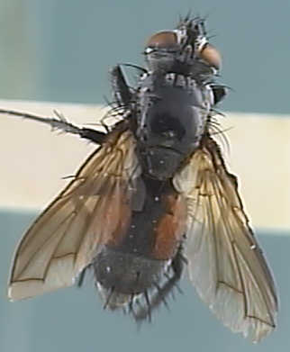 Tachinidae 1